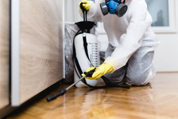 Wasp Removal Services in Mondovi, WI