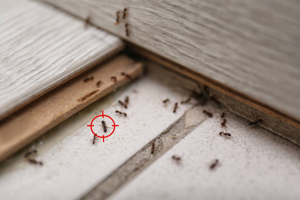 Best Wasp Removal Services  in Mondovi, WI
