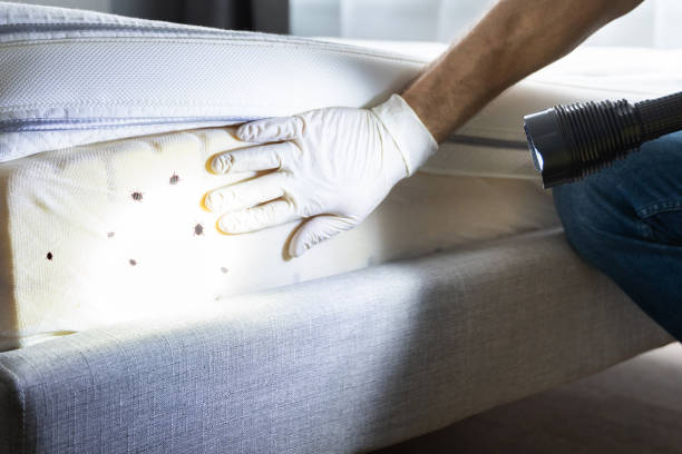 Best Termite Control Services  in Mondovi, WI