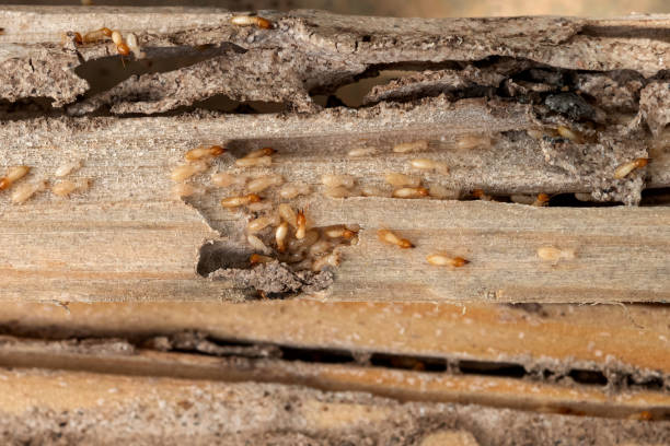 Best Ant Control Services  in Mondovi, WI